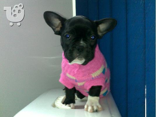 Γαλλικο μπουλντογκ – 400 euro